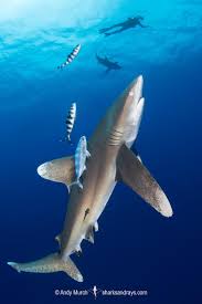 Image result for Carcharhinus longimanus
