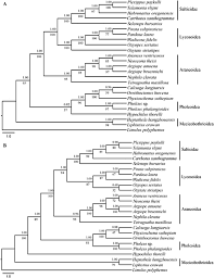 Attēlu rezultāti vaicājumam “Xanthogramma sp.”