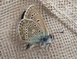 Attēlu rezultāti vaicājumam “Eumedonia eumedon male”