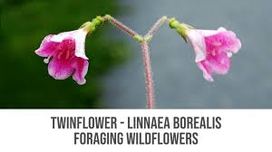 Attēlu rezultāti vaicājumam “Linnaea borealis flower”