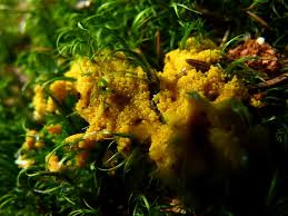 Attēlu rezultāti vaicājumam “Physarum virescens”