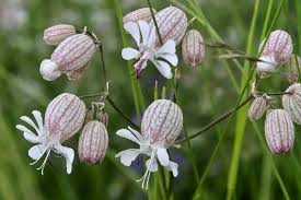 Image result for Silene vulgaris