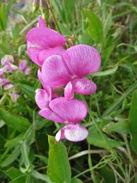 Attēlu rezultāti vaicājumam “Lathyrus latifolius bud”