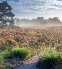 Image result for Heemtuin Rucphen