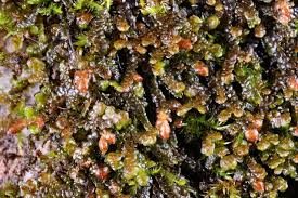 Attēlu rezultāti vaicājumam “Frullania tamarisci”