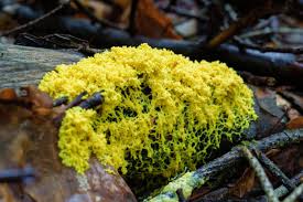 Attēlu rezultāti vaicājumam “Fuligo leviderma macro”