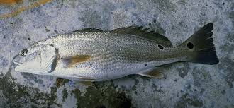Image result for Sciaenops ocellatus
