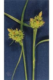 Attēlu rezultāti vaicājumam “Carex viridula flower”