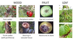 Attēlu rezultāti vaicājumam “Nectria sp., Neonectria sp.”