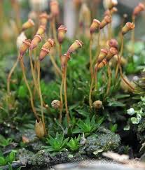 Attēlu rezultāti vaicājumam “Pogonatum nanum”