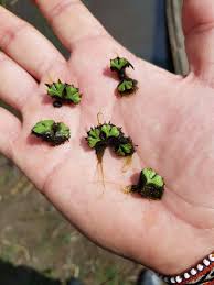 Attēlu rezultāti vaicājumam “Ricciocarpos natans”