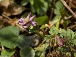 Attēlu rezultāti vaicājumam “Corydalis intermedia fruit”