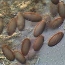 Attēlu rezultāti vaicājumam “Ascobolus furfuraceus”