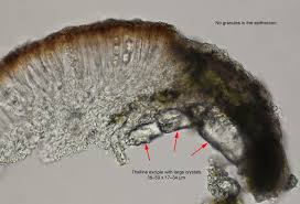 Attēlu rezultāti vaicājumam “Lecanora argentata”