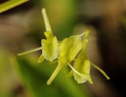 Attēlu rezultāti vaicājumam “Liparis loeselii flower”