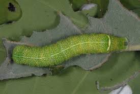 Attēlu rezultāti vaicājumam “Orthosia cerasi”