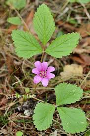 Attēlu rezultāti vaicājumam “Rubus arcticus”