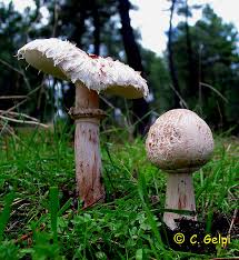 Attēlu rezultāti vaicājumam “Macrolepiota rhacodes”