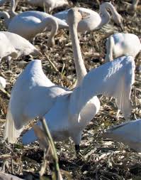 Attēlu rezultāti vaicājumam “Cygnus columbianus adult”