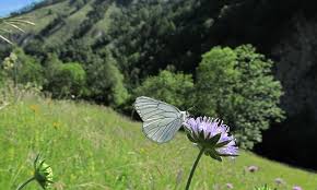 Attēlu rezultāti vaicājumam “Aporia crataegi male”