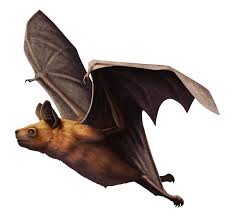 Attēlu rezultāti vaicājumam “Chiroptera”