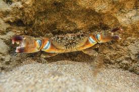 Image result for Eriphia verrucosa