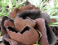 Attēlu rezultāti vaicājumam “Otidea bufonia”