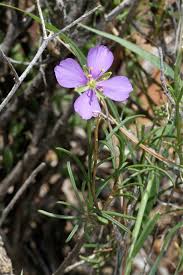 Attēlu rezultāti vaicājumam “Cruciferae”