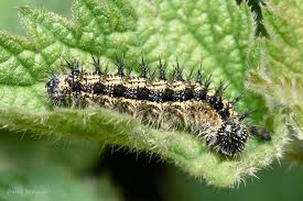 Attēlu rezultāti vaicājumam “Aglais urticae upperside”