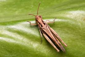 Attēlu rezultāti vaicājumam “Chortippus sp.”