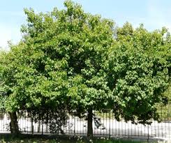 Attēlu rezultāti vaicājumam “Prunus armeniaca leaf”