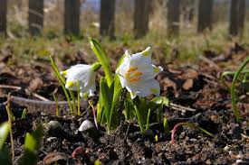 Attēlu rezultāti vaicājumam “Leucojum vernum var. carpathicum”