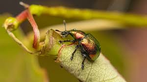 Attēlu rezultāti vaicājumam “Attelabidae”