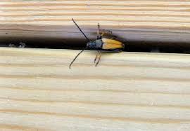 Attēlu rezultāti vaicājumam “Leptura rubra”