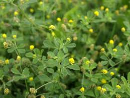 Attēlu rezultāti vaicājumam “Trifolium dubium”