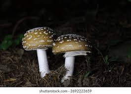 Attēlu rezultāti vaicājumam “Amanita excelsa”