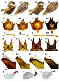 Attēlu rezultāti vaicājumam “Parnassius mnemosyne underside”