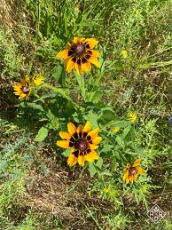Attēlu rezultāti vaicājumam “Rudbeckia hirta var. pulcherrima”