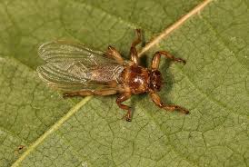 Attēlu rezultāti vaicājumam “Lipoptena cervi”