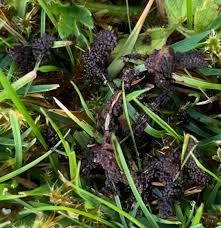 Attēlu rezultāti vaicājumam “Badhamia foliicola”