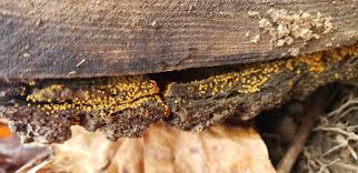 Attēlu rezultāti vaicājumam “Oligonema favogineum”