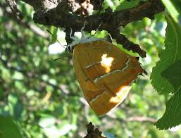 Attēlu rezultāti vaicājumam “Thecla betulae male”