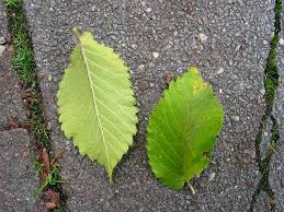 Attēlu rezultāti vaicājumam “Ulmus x hollandica leaf”