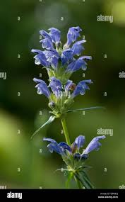 Attēlu rezultāti vaicājumam “Dracocephalum ruyschiana leaf”