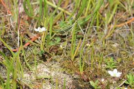 Attēlu rezultāti vaicājumam “Sagina nodosa”