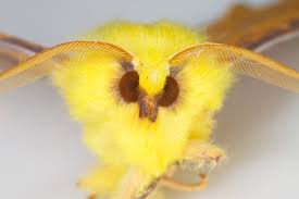 Attēlu rezultāti vaicājumam “Ennomos alniaria”