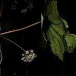 Attēlu rezultāti vaicājumam “Menispermum dauricum fruit”