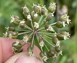 Attēlu rezultāti vaicājumam “Cicuta virosa flower”