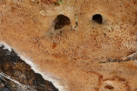 Attēlu rezultāti vaicājumam “Oxyporus corticola”