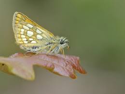 Attēlu rezultāti vaicājumam “Carterocephalus silvicolus female”
